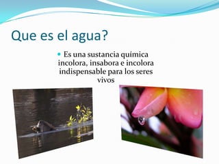 Que es el agua?
        Es una sustancia química
       incolora, insabora e incolora
        indispensable para los seres
                   vivos
 