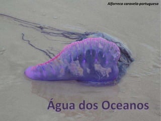 Alforreca caravela-portuguesa
 