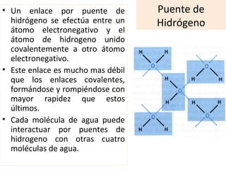 Puente de
Hidrógeno
• Un enlace por puente de
hidrógeno se efectúa entre un
átomo electronegativo y el
átomo de hidrogeno unido
covalentemente a otro átomo
electronegativo.
• Este enlace es mucho mas débil
que los enlaces covalentes,
formándose y rompiéndose con
mayor rapidez que estos
últimos.
• Cada molécula de agua puede
interactuar por puentes de
hidrogeno con otras cuatro
moléculas de agua.
 
