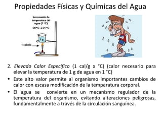 Propiedades Físicas y Químicas del Agua
2. Elevado Calor Específico (1 cal/g x °C) (calor necesario para
elevar la temperatura de 1 g de agua en 1 °C)
• Este alto valor permite al organismo importantes cambios de
calor con escasa modificación de la temperatura corporal.
• El agua se convierte en un mecanismo regulador de la
temperatura del organismo, evitando alteraciones peligrosas,
fundamentalmente a través de la circulación sanguínea.
 