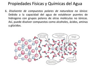 Propiedades Físicas y Químicas del Agua
6. Disolvente de compuestos polares de naturaleza no iónica:
Debido a la capacidad del agua de establecer puentes de
hidrogeno con grupos polares de otras moléculas no iónicas.
Así, puede disolver compuestos como alcoholes, ácidos, aminas
y glúcidos.
 