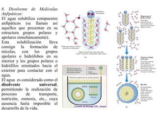 8. Disolvente de Moléculas
Anfipáticas:
El agua solubiliza compuestos
anfipáticos (se llaman así
aquellos que presentan en su
estructura grupos polares y
apolares simultáneamente).
Esta solubilización lleva
consigo la formación de
micelas, con los grupos
apolares o hidrófobos en su
interior y los grupos polares o
hidrófilos orientados hacia el
exterior para contactar con el
agua.
El agua es considerada como el
disolvente universal,
permitiendo la realización de
procesos de transporte,
nutrición, osmosis, etc., cuya
ausencia haría imposible el
desarrollo de la vida.
 