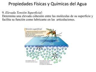 Propiedades Físicas y Químicas del Agua
9. Elevada Tensión Superficial:
Determina una elevada cohesión entre las moléculas de su superficie y
facilita su función como lubricante en las articulaciones.
 