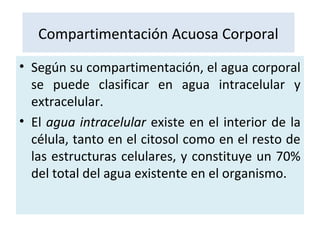 Compartimentación Acuosa Corporal
• Según su compartimentación, el agua corporal
se puede clasificar en agua intracelular y
extracelular.
• El agua intracelular existe en el interior de la
célula, tanto en el citosol como en el resto de
las estructuras celulares, y constituye un 70%
del total del agua existente en el organismo.
 