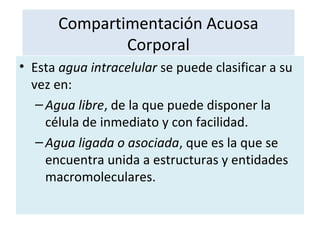 Compartimentación Acuosa
Corporal
• Esta agua intracelular se puede clasificar a su
vez en:
–Agua libre, de la que puede disponer la
célula de inmediato y con facilidad.
–Agua ligada o asociada, que es la que se
encuentra unida a estructuras y entidades
macromoleculares.
 
