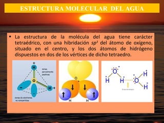 ESTRUCTURA MOLECULAR DEL AGUA
• La estructura de la molécula del agua tiene carácter
tetraédrico, con una hibridación sp3
del átomo de oxígeno,
situado en el centro, y los dos átomos de hidrógeno
dispuestos en dos de los vértices de dicho tetraedro.
 