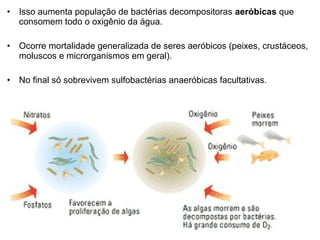 • Isso aumenta população de bactérias decompositoras aeróbicas que
consomem todo o oxigênio da água.
• Ocorre mortalidade generalizada de seres aeróbicos (peixes, crustáceos,
moluscos e microrganismos em geral).
• No final só sobrevivem sulfobactérias anaeróbicas facultativas.
 