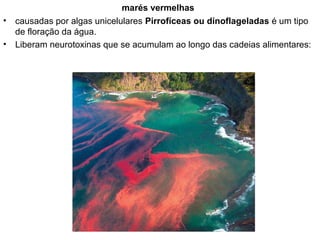 marés vermelhas
• causadas por algas unicelulares Pirrofíceas ou dinoflageladas é um tipo
de floração da água.
• Liberam neurotoxinas que se acumulam ao longo das cadeias alimentares:
 