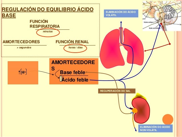 Agua y Equilibrio Acido basico