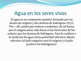 Agua en los seres vivos
El agua es un compuesto químico formado por un
átomo de oxígeno y dos átomos de hidrógeno (H2O,
Pm = 18) unidos por enlaces covalentes, de tal forma
que el oxígeno atrae más hacia sí los electrones de los
enlaces que los átomos de hidrógeno. Esto le confiere a
la molécula de agua cierta polaridad eléctrica: dipolo
eléctrico (el polo negativo será el oxígeno y el polo
positivo los hidrógenos).
 