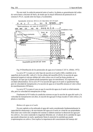 Pág. 232 5. Agua del Suelo
De este total, la caída de potencial entre el suelo y la planta es generalmente del orden
de varios bares a decenas de bares, de modo que la mayor diferencia de potencial en el
sistema C.P.S.A. sucede entre las hojas y la atmósfera.
Fig.19 Distribución de los potenciales de agua en el sistema C.S.P.A. (Hillel, 1972)
La curva N°1 es para un valor bajo de succión en el suelo (AB) y también en la
superficie de la raíz (B) - tallo (C). En las células del mesófilo (D-E), la succión de agua
(potencial negativo) está por debajo del valor crítico con el cual las hojas pierden su
turgencia, de aquí que la planta pueda transportar agua sin marchitarse. (E) representa la
cavidad subestomática. En la curva N°2 la succión del agua en el suelo es igualmente baja
pero la velocidad de transpiración y la succión de agua en el mesófilo alcanza el valor crítico
de marchitamiento (20 bares).
La curva N°3 es para el caso en que la succión de agua en el suelo es relativamente
alta, pero la velocidad de transpiración es baja.
Finalmente la N°4 indica la condición extrema en que la succión de agua del suelo y la
velocidad de transpiración son altos, la succión de agua por la hoja excede el valor crítico y la
planta se marchita.
Balance de agua en el suelo
En este capítulo se ha enfocado el agua del suelo considerando fundamentalmente la
capacidad de almacenaje y de movimiento del agua en el suelo en virtud de sus propiedades.
Para tener una visión más completa del sistema se debería analizar la absorción de agua por
los cultivos. Así como sorprende la magnitud obtenida con el cálculo de la cantidad de agua
que puede almacenar un suelo, igualmente llama la atención la cantidad que puede
evapotranspirar un cultivo. Esto explica la importancia del conocimiento del manejo del
 
