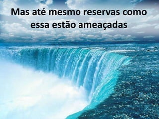 Mas até mesmo reservas como
essa estão ameaçadas
 