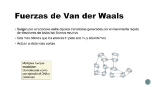  Surgen por atracciones entre dipolos transitorios generados por el movimiento rápido
de electrones de todos los átomos neutros
 Son mas débiles que los enlaces H pero son muy abundantes
 Actúan a distancias cortas
Múltiples fuerzas
estabilizan
biomoléculas como
por ejemplo el DNA y
proteínas
 