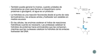  También puede generar lo inverso, cuando unidades de
monómeros se unen para formar un biopolímero como
proteínas o glucógeno, el agua es un producto
 La hidrolisis es una reacción favorecida desde el punto de vista
termodinámico, los enlaces amida y fosfoester son estables en
medios acuosos
 En las células, las enzimas aceleran el índice de reacciones
hidrolíticas cuando es necesario. Las proteasas catalizan la
hidrolisis de proteínas hacia aminoácidos que las componen,
mientras que las nucleasas catalizan la hidrolisis de los enlaces
fosfoester del DNA
 