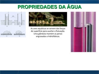 As aves aquáticas se servem das forças
de superfície para auxiliar a flutuação.
Uma glândula mantém as penas
engraxadas e hidrofóbicas.
PROPRIEDADES DA ÁGUAPROPRIEDADES DA ÁGUA
 