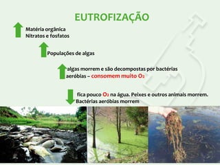 EUTROFIZAÇÃO
Matéria orgânica
Nitratos e fosfatos

Populações de algas
algas morrem e são decompostas por bactérias
aeróbias – consomem muito O2

fica pouco O2 na água. Peixes e outros animais morrem.
Bactérias aeróbias morrem

 