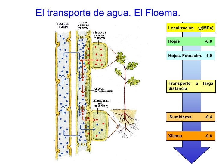 Agua osmosis