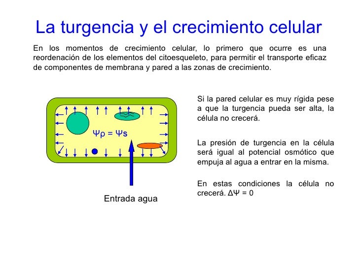Agua osmosis