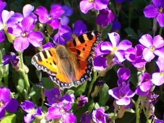 Sé flexíble como las flores, y como las mariposas cuando enfrentan el fuerte viento ... y siente todos los perfumes. Extiende tu mano, y ofrece tu comprensión, o tu amor. Vinimos a éste planeta para aprender a amar.  Tan sólo éso .   