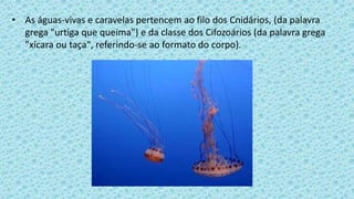 • As águas-vivas e caravelas pertencem ao filo dos Cnidários, (da palavra
grega "urtiga que queima") e da classe dos Cifozoários (da palavra grega
"xícara ou taça", referindo-se ao formato do corpo).
 