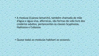 • A medusa (Cyanea lamarchi), também chamada de mãe
d’água e água-viva, alforrecas, são formas de vida livre dos
cnidários adultos, pertencentes às classes Scyphozoa,
Hydrozoa e Cubozoa.
• Quase todas as medusas habitam os oceanos.
 