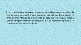 • A reprodução das medusas é do tipo sexuada. Os ovos que resultam da
fecundação se desenvolvem em pequenos pólipos, que ficam presos no
fundo do mar. Através do brotamento, os pólipos evoluem para medusa.
Quando atingem o tamanho necessário, elas se libertam do pólipo e se
transformam em animais adultos.
 