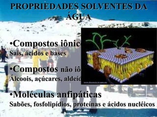 PROPRIEDADES SOLVENTES DA
          ÁGUA


•Compostos iônicos
Sais, ácidos e bases

•Compostos não iônicos, mas polares
Álcoois, açúcares, aldeídos e cetonas
                          www.docencia.izt.uam.mx




•Moléculas anfipáticas
Sabões, fosfolipídios, proteínas e ácidos nucléicos
 