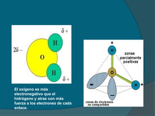 El oxígeno es más
electronegativo que el
hidrógeno y atrae con más
fuerza a los electrones de cada
enlace.
 
