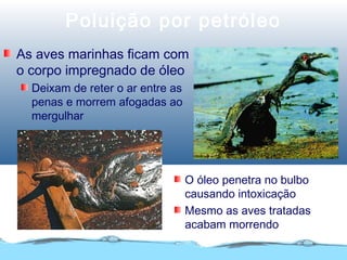 Poluição por petróleo
As aves marinhas ficam com
o corpo impregnado de óleo
Deixam de reter o ar entre as
penas e morrem afogadas ao
mergulhar
O óleo penetra no bulbo
causando intoxicação
Mesmo as aves tratadas
acabam morrendo
 