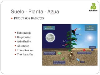 Suelo - Planta - Agua PROCESOS BASICOS Fotosíntesis Respiración Asimilación Absorción Transpiración Tras locación 