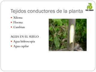 Tejidos conductores de la planta Xilema Floema Cambiun AGUA EN EL SUELO Agua hidroscopia Agua capilar 