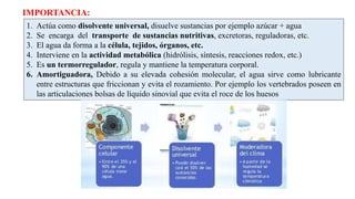 IMPORTANCIA:
1. Actúa como disolvente universal, disuelve sustancias por ejemplo azúcar + agua
2. Se encarga del transporte de sustancias nutritivas, excretoras, reguladoras, etc.
3. El agua da forma a la célula, tejidos, órganos, etc.
4. Interviene en la actividad metabólica (hidrólisis, síntesis, reacciones redox, etc.)
5. Es un termorregulador, regula y mantiene la temperatura corporal.
6. Amortiguadora, Debido a su elevada cohesión molecular, el agua sirve como lubricante
entre estructuras que friccionan y evita el rozamiento. Por ejemplo los vertebrados poseen en
las articulaciones bolsas de líquido sinovial que evita el roce de los huesos
 