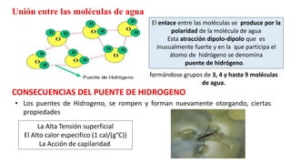 Unión entre las moléculas de agua
El enlace entre las moléculas se produce por la
polaridad de la molécula de agua
Esta atracción dipolo-dipolo que es
inusualmente fuerte y en la que participa el
átomo de hidrógeno se denomina
puente de hidrógeno.
formándose grupos de 3, 4 y hasta 9 moléculas
de agua.
CONSECUENCIAS DEL PUENTE DE HIDROGENO
La Alta Tensión superficial
El Alto calor especifico (1 cal/(g°C))
La Acción de capilaridad
• Los puentes de Hidrogeno, se rompen y forman nuevamente otorgando, ciertas
propiedades
 