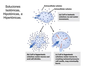 Soluciones Isotónicas, Hipotónicas, e Hipertónicas.  