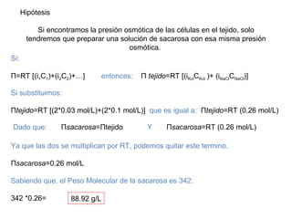 Hipótesis Si encontramos la presión osmótica de las células en el tejido, solo tendremos que preparar una solución de sacarosa con esa misma presión osmótica.  Si: Π=RT [(i 1 C 1 )+(i 2 C 2 )+…]  entonces:  Π  tejido =RT [(i Kcl C Kcl  )+ (i NaCl C NaCl )] Sabiendo que, el Peso Molecular de la sacarosa es 342: 342 *0.26= Si substituimos: Π tejido =RT [(2*0.03 mol/L)+(2*0.1 mol/L)]  que es igual a:  Π tejido =RT (0.26 mol/L) Dado que:  Π sacarosa =Πtejido  Y   Π sacarosa =RT (0.26 mol/L) Ya que las dos se multiplican por RT, podemos quitar este termino. Π sacarosa =0.26 mol/L 88.92 g/L 