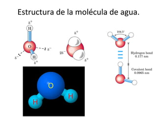 Estructura de la molécula de agua. 