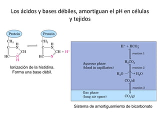 Los ácidos y bases débiles, amortiguan el pH en células y tejidos Ionización de la histidina. Forma una base débil. Sistema de amortiguamiento de bicarbonato 