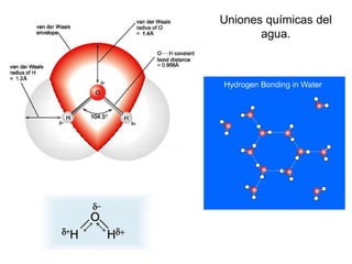 Uniones químicas del agua. 