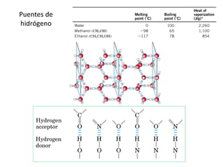 Puentes de  hidrógeno  