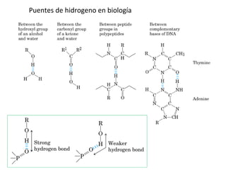 Puentes de hidrogeno en biología  