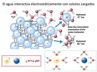 El agua interactúa electrostáticamente con solutos cargados + - ¿ H ? ú ¿O? 