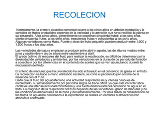 RECOLECION
 Normalmente, la primera cosecha comercial ocurre a los cinco años en árboles injertados y la
cantidad de frutos producidos depende de la variedad y la atención que haya recibido la planta en
su desarrollo. A los cinco años, generalmente se cosechan cincuenta frutos; a los seis años,
ciento cincuenta frutos; a los siete años, trescientos frutos y ochocientos a los ocho años.
Algunas variedades como Hass, Fuerte y otras de fruto pequeño, pueden producir entre 1.000 y
1.500 frutos a los diez años.
Las variedades de bajura empiezan a producir entre abril y agosto, las de alturas medias entre
junio y septiembre y las de altura entre septiembre a abril.
El grado óptimo de madurez del fruto para realizar la recolección, es difícil de determinar por la
diversidad de variedades y ambientes, por las variaciones en la duración de período de floración
a cosecha y por las diferencias en el contenido de aceites que se van acumulando durante la
maduración del fruto.
El criterio de madurez que ha prevalecido ha sido el basado en el contenido de grasa en el fruto.
La recolección se hace a mano utilizando escalera, se corte el pedúnculo por encima de la
inserción con el fruto.
Dado que el fruto del aguacate tiene una actividad respiratoria muy intensa después de
recolectado, su almacenamiento por períodos largos se hace difícil, ya que esta característica
conlleva una intensa actividad microbiana y una fuerte disminución del contenido de agua en el
fruto. La magnitud de la respiración del fruto depende de las variedades, grado de madurez y de
las condiciones ambientales de la zona y del almacenamiento. Por esta razón, la conservación de
los frutos de aguacate destinados a la exportación se realiza en cámaras o almacenes con
atmósfera controlada.
 