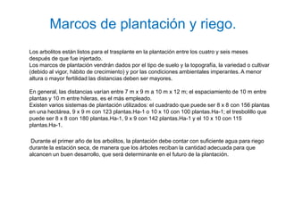 Marcos de plantación y riego.
Los arbolitos están listos para el trasplante en la plantación entre los cuatro y seis meses
después de que fue injertado.
Los marcos de plantación vendrán dados por el tipo de suelo y la topografía, la variedad o cultivar
(debido al vigor, hábito de crecimiento) y por las condiciones ambientales imperantes. A menor
altura o mayor fertilidad las distancias deben ser mayores.

En general, las distancias varían entre 7 m x 9 m a 10 m x 12 m; el espaciamiento de 10 m entre
plantas y 10 m entre hileras, es el más empleado.
Existen varios sistemas de plantación utilizados: el cuadrado que puede ser 8 x 8 con 156 plantas
en una hectárea, 9 x 9 m con 123 plantas.Ha-1 o 10 x 10 con 100 plantas.Ha-1; el tresbolillo que
puede ser 8 x 8 con 180 plantas.Ha-1, 9 x 9 con 142 plantas.Ha-1 y el 10 x 10 con 115
plantas.Ha-1.

 Durante el primer año de los arbolitos, la plantación debe contar con suficiente agua para riego
durante la estación seca, de manera que los árboles reciban la cantidad adecuada para que
alcancen un buen desarrollo, que será determinante en el futuro de la plantación.
 