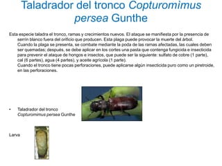 Taladrador del tronco Copturomìmus
                  persea Gunthe
Esta especie taladra el tronco, ramas y crecimientos nuevos. El ataque se manifiesta por la presencia de
    serrín blanco fuera del orificio que producen. Esta plaga puede provocar la muerte del árbol.
    Cuando la plaga se presenta, se combate mediante la poda de las ramas afectadas, las cuales deben
    ser quemadas; después, se debe aplicar en los cortes una pasta que contenga fungicida e insecticida
    para prevenir el ataque de hongos e insectos, que puede ser la siguiente: sulfato de cobre (1 parte),
    cal (6 partes), agua (4 partes), y aceite agrícola (1 parte).
    Cuando el tronco tiene pocas perforaciones, puede aplicarse algún insecticida puro como un piretroide,
    en las perforaciones.




•   Taladrador del tronco
    Copturomimus persea Gunthe



Larva
 