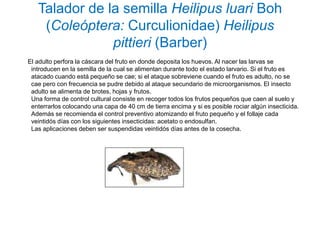 Talador de la semilla Heilipus luari Boh
    (Coleóptera: Curculionidae) Heilipus
               pittieri (Barber)
El adulto perfora la cáscara del fruto en donde deposita los huevos. Al nacer las larvas se
 introducen en la semilla de la cual se alimentan durante todo el estado larvario. Si el fruto es
 atacado cuando está pequeño se cae; si el ataque sobreviene cuando el fruto es adulto, no se
 cae pero con frecuencia se pudre debido al ataque secundario de microorganismos. El insecto
 adulto se alimenta de brotes, hojas y frutos.
 Una forma de control cultural consiste en recoger todos los frutos pequeños que caen al suelo y
 enterrarlos colocando una capa de 40 cm de tierra encima y si es posible rociar algún insecticida.
 Además se recomienda el control preventivo atomizando el fruto pequeño y el follaje cada
 veintidós días con los siguientes insecticidas: acetato o endosulfan.
 Las aplicaciones deben ser suspendidas veintidós días antes de la cosecha.
 