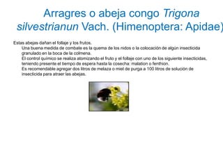 Arragres o abeja congo Trigona
 silvestrianun Vach. (Himenoptera: Apidae)
Estas abejas dañan el follaje y los frutos.
    Una buena medida de combate es la quema de los nidos o la colocación de algún insecticida
    granulado en la boca de la colmena.
    El control químico se realiza atomizando el fruto y el follaje con uno de los siguiente insecticidas,
    teniendo presente el tiempo de espera hasta la cosecha: malation o fenthion.
    Es recomendable agregar dos litros de melaza o miel de purga a 100 litros de solución de
    insecticida para atraer las abejas.
 