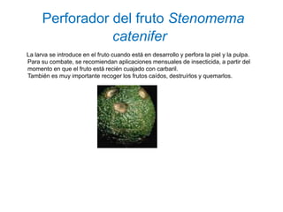 Perforador del fruto Stenomema
                 catenifer
La larva se introduce en el fruto cuando está en desarrollo y perfora la piel y la pulpa.
Para su combate, se recomiendan aplicaciones mensuales de insecticida, a partir del
momento en que el fruto está recién cuajado con carbaril.
También es muy importante recoger los frutos caídos, destruírlos y quemarlos.
 