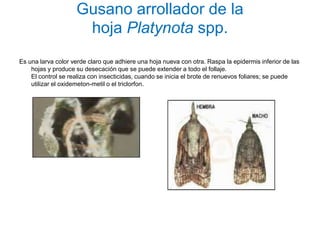 Gusano arrollador de la
                     hoja Platynota spp.
Es una larva color verde claro que adhiere una hoja nueva con otra. Raspa la epidermis inferior de las
    hojas y produce su desecación que se puede extender a todo el follaje.
    El control se realiza con insecticidas, cuando se inicia el brote de renuevos foliares; se puede
    utilizar el oxidemeton-metil o el triclorfon.
 