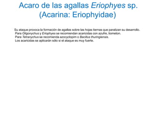 Acaro de las agallas Eriophyes sp.
        (Acarina: Eriophyidae)
Su ataque provoca la formación de agallas sobre las hojas tiernas que paralizan su desarrollo.
Para Oligonychus y Eriophyes se recomiendan acaricidas con azufre, tiometon.
Para Tetranychus se recomienda azocyclopim o Bacillus thuringiensis.
Los acaricidas se aplicarán sólo si el ataque es muy fuerte.
 