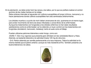 En la plantación, se debe evitar herir las raíces y los tallos, por lo que se prefiere realizar el control
    químico de las malas hierbas en la rodaja.
    Debe evitarse intercalar el aguacate con cultivos susceptibles al hongo (cítricos, manzana) y no
    hacer plantaciones donde cultivos susceptibles han sido sembrados anteriormente.

    Los árboles muertos o a punto de morir deben arrancarse de raíz, quemarse en el mismo lugar,
    para evitar movimiento de tierra de áreas infectadas o zonas libres de la enfermedad.
    Aunque los tratamientos con fungicidas a los árboles enfermos no han dado resultados
    satisfactorios contra la enfermedad, se ha obtenido un buen control con los tratamientos con
    fungicidas clorotalonil, mancozeb, metalaxyl, tanto al suelo como el follaje.

    Pueden utilizarse patrones tolerantes a este hongo, como son:
    .DUKE-7. Clon muy vigoroso que presenta gran afinidad con las variedades Bacon y Hass.
    Además, es bastante tolerante a la salinidad (hasta 120 mg de cloruros).
    · G-6. Patrón obtenido por semilla perteneciente a la raza mejicana. Tolera la salinidad en la
    misma medida que el patrón anterior, aunque es más resistente al frío. También presenta una
    buena tolerancia a la caliza.
 